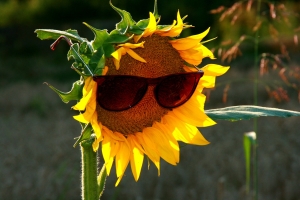sunflower-846995_1280